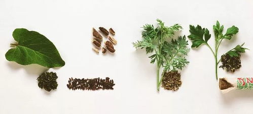 嗜睡無力肩頸痛，用“艾”喚醒身心 美好心選蘄艾種植，助您走出亞健康