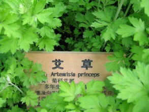 清明蘄艾正當時 一味草藥掃惡寒，千年種植蘊生機