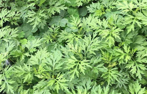 蘄艾 從田間野草到養生瑰寶