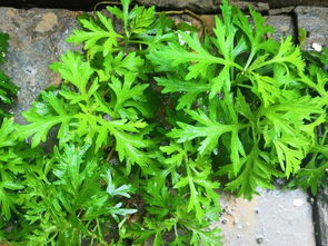 農村野草成致富新寵 驅蚊特效蘄艾，市場價7元一斤引種植熱潮