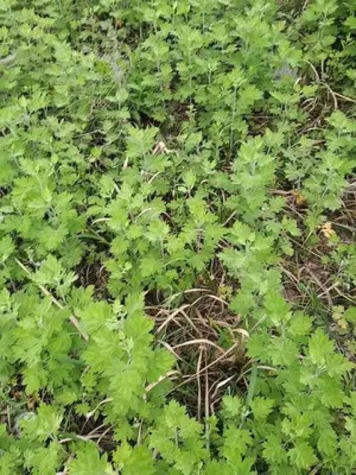 塔山艾草香滿坡——從野生寶藏到助農新希望