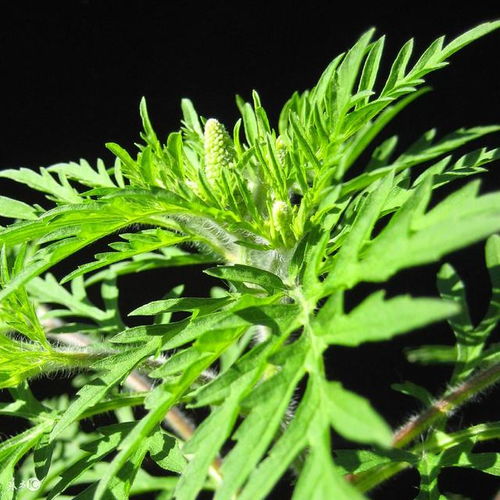 膝蓋疼痛難行？蘄艾種植助力緩解，農村土方溫暖人心