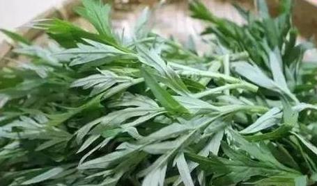 蘄艾 緩解痛經與手腳冰涼的農村寶藏，種植與功效全解析