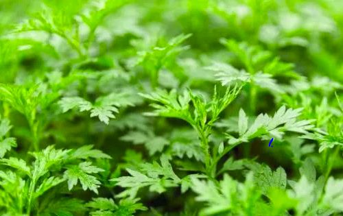 墳頭艾草的秘密 蘄春古傳與艾草種植的生死之緣