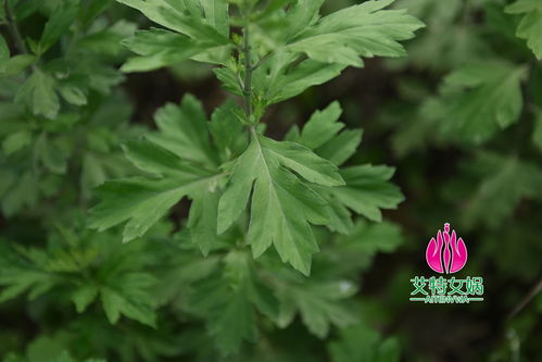 蘄艾 艾草家族的翹楚及其種植之道