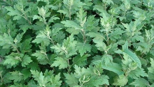 田間寶藏 蘄艾——不僅是美味野菜，更是避邪消毒的民間良藥