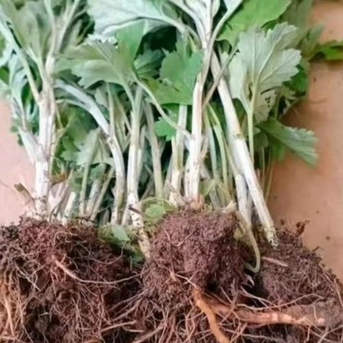 大葉蘄艾 藥香滿溢的陽臺庭院綠植新寵