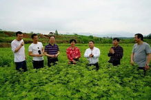 楚江鎮蘄艾種植加工項目被列為省級“同心項目”，推動中醫藥產業發展新篇章