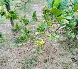 檸檬奇遇記 瀝林工廠驚現奇特“檸檬果”，背后竟是蘄艾種植新探索？