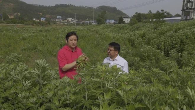 蘄艾飄香 探訪蘄春，揭秘艾草養生的千年智慧