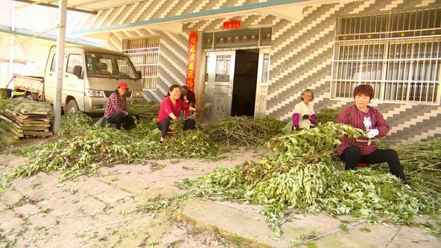 實施“村長工程” 蘄艾帶富一方百姓 管窯鎮6800畝蘄艾開鐮，產業興旺譜寫富民新篇