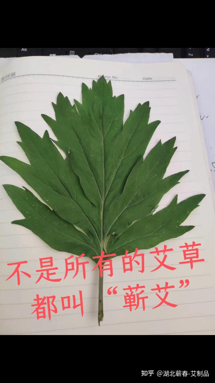 不是所有的艾草，都叫“蘄艾”——揭秘蘄艾種植的獨特之道