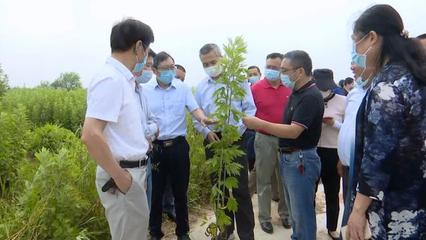 湖北蘄春 蘄艾提質增效推動產業大發展 實現產業興縣百姓致富