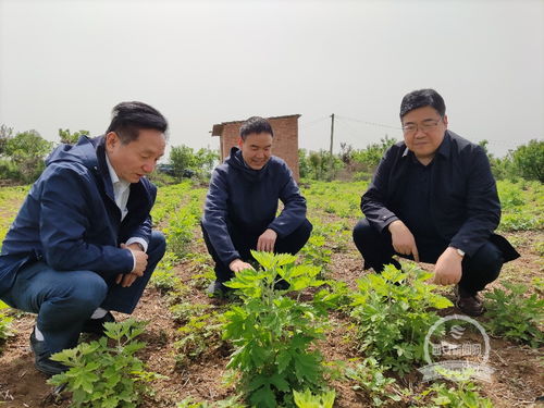從光伏發電到艾草種植 東鄧村集體產業經濟帶動村民增收的新路徑