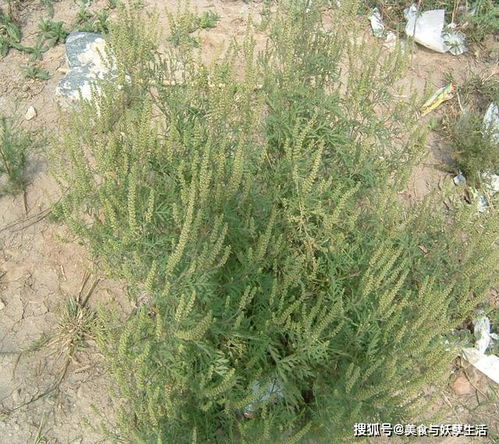 常被誤認為艾草，入侵我國后禍害無窮，如今讓人生畏的‘假艾草’