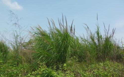 這種野生植物常被誤認為艾草，有著特殊香味，見到了要好好珍藏