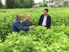 方興為“艾” 湖北蘄春縣金融扶持蘄艾產業推動鄉村振興紀實